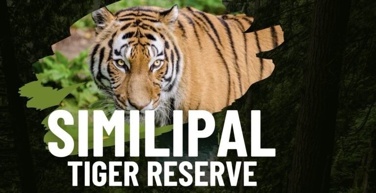 “Similipal Tiger Reserve: A Wildlife Wonderland and Mysterious Black Tigers 